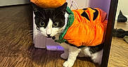 Lola is registered to the contest to win money with this photo: animal, black_and_white_cat, cat, costume, curious, cute, domestic_cat, door, festive, floor, halloween, indoor, mirror, orange, pet, playful, pumpkin, reflection, whiskers, wooden_floor