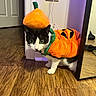 animal, black_and_white_cat, cat, costume, curious, cute, domestic_cat, door, festive, floor, halloween, indoor, mirror, orange, pet, playful, pumpkin, reflection, whiskers, wooden_floor