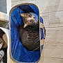 cat, tabby, basket, blue, fabric, curled_up, floor, indoor, pet, fur, whiskers, green_eyes, looking_up, cozy, home, animal, relaxed, cute, domestic_cat, resting