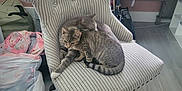 Moon is registered to the contest to win money with this photo: cat, chair, striped_fabric, indoor, flooring, wooden_leg, backpack, plastic_bag, desk, grey_cat, tabby_cat, pet, feline, resting, grooming, cozy, relaxed, home, furniture, casual