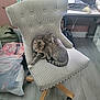cat, chair, striped_fabric, indoor, flooring, wooden_leg, backpack, plastic_bag, desk, grey_cat, tabby_cat, pet, feline, resting, grooming, cozy, relaxed, home, furniture, casual