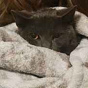 Chobi is registered to the contest to win money with this photo: cat, gray_cat, peeking, blanket, cozy, fur, pet, animal, indoor, resting, cute, soft_texture, warm, hidden, eyes, close_up, comfort, snuggle, sleepy, relaxed