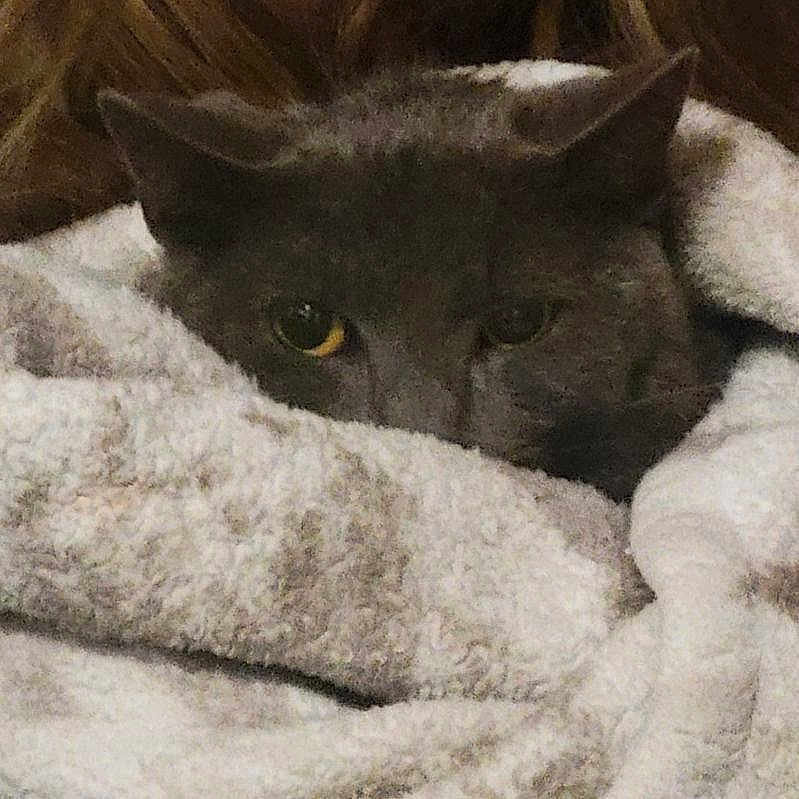 Chobi