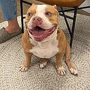 Luci joined the competition — help win amazing prizes! dog, smiling, happy, indoor, carpet, rug, footwear, slipper, jeans, chair, brown, white, pet, animal, cute, sitting, floor, furniture, domestic, companion