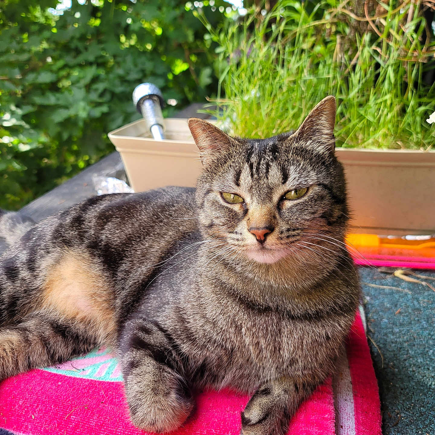 Minniminnie joined the competition — help win amazing prizes! animal, cat, closeup, cute, domestic_animal, feline, fur, garden, greenery, nature, outdoor, pet, plant, portrait, relaxing, resting, sunlight, tabby, towel, whiskers
