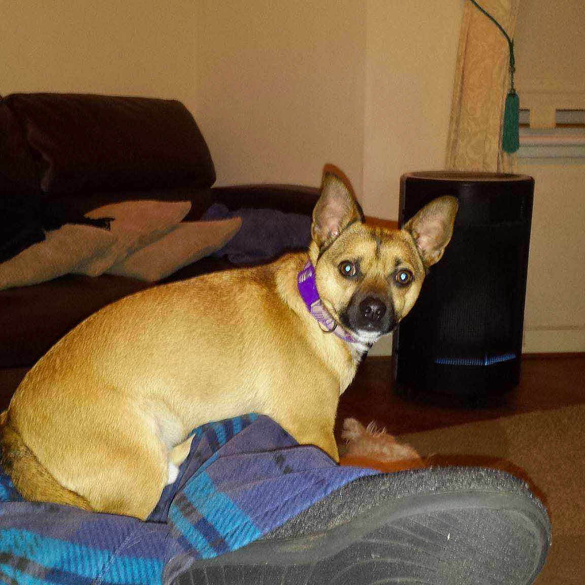 Chico