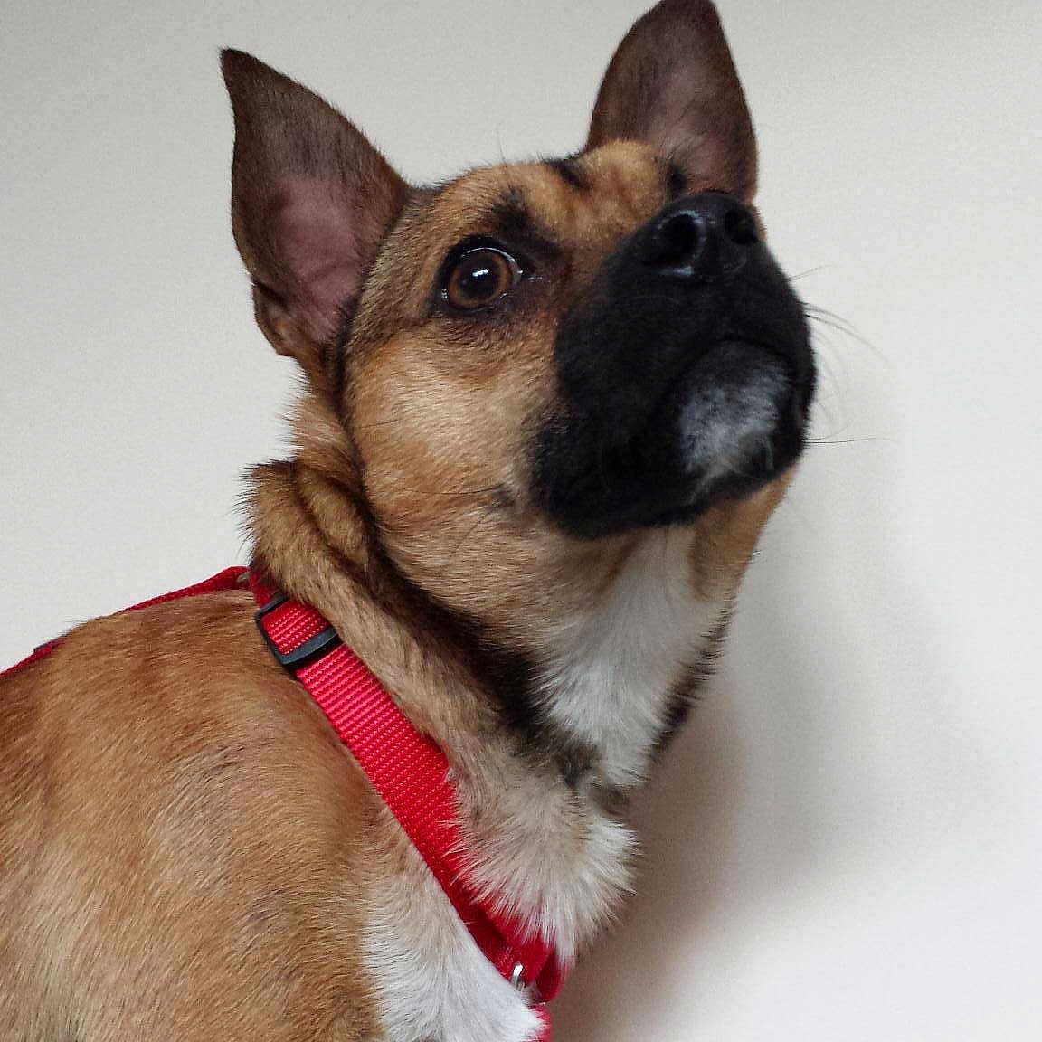 Chico