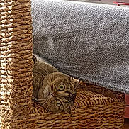 Olia a rejoint le concours — aidez-le/la à gagner de superbes lots ! cat, tabby_cat, chair, woven_chair, wooden_legs, indoor, table, tablecloth, patterned_fabric, floor, tile_floor, furniture, pet, curious, wide_eyes, animal, cozy, home, domestic, peeking