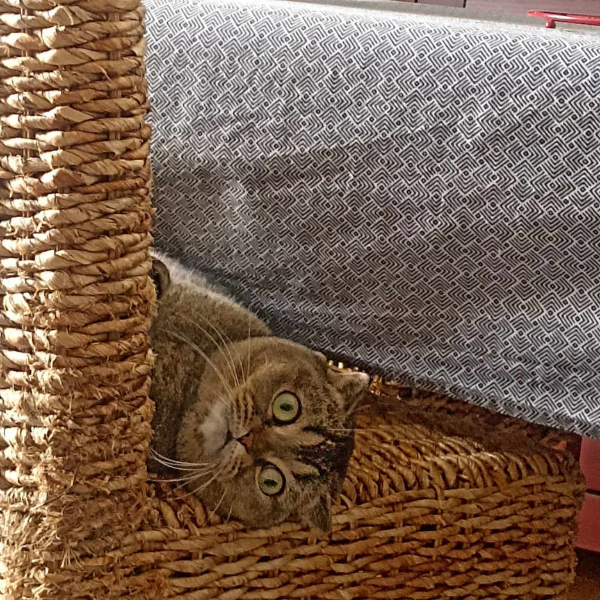 Olia