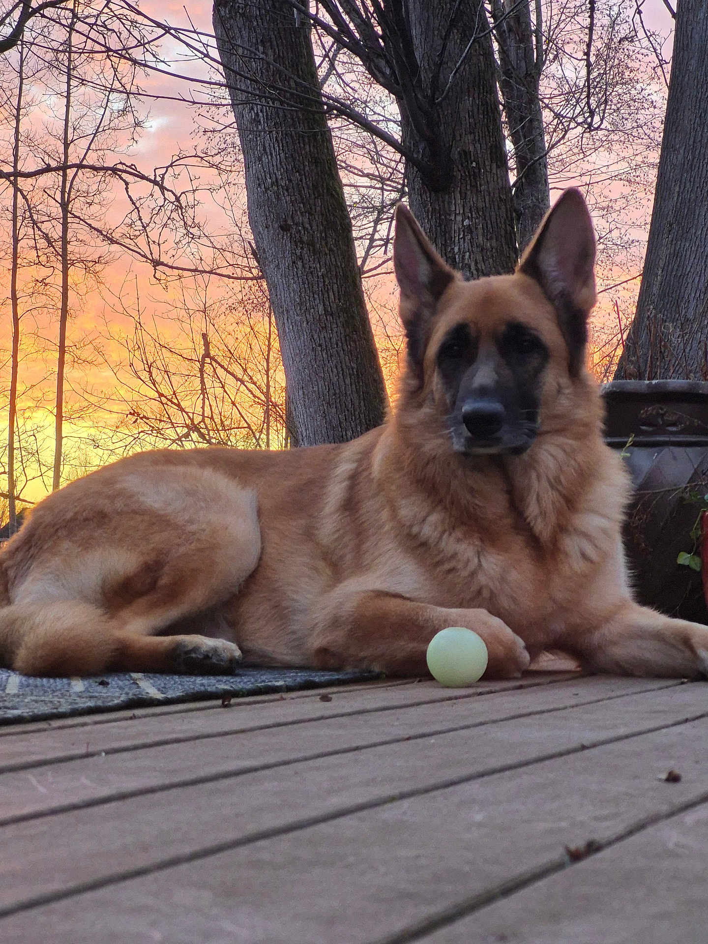 Diesel joined the competition — help win amazing prizes! dog, german_shepherd, sunset, outdoor, deck, ball, tree, wood, animal, pet, nature, sky, fur, canine, relaxing, laying_down, quiet, evening, colorful_sky, peaceful