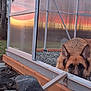 Diesel is registered to the contest to win money with this photo: dog, german_shepherd, greenhouse, sunset, rocks, wood, outdoor, grass, reflection, nature, curious, pet, animal, fur, ears, ground, building, structure, garden, evening