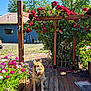 Diesel joined the competition — help win amazing prizes! dog, german_shepherd, flower_bed, red_flowers, pink_flowers, wooden_deck, garden, greenery, tree, blue_sky, sunlight, outdoor, pet, plant, nature, leaves, shrub, wood, daylight, calm
