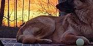 Diesel is registered to the contest to win money with this photo: dog, german_shepherd, sunset, outdoor, deck, ball, wood, tree, sky, nature, pet, animal, relaxing, silhouette, calm, evening, orange_sky, bare_trees, fur, side_profile