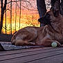 dog, german_shepherd, sunset, outdoor, deck, ball, wood, tree, sky, nature, pet, animal, relaxing, silhouette, calm, evening, orange_sky, bare_trees, fur, side_profile