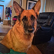 Diesel is registered to the contest to win money with this photo: dog, german_shepherd, pet, indoor, living_room, fur, ears, animal, canine, portrait, brown_fur, black_fur, floor, chair, furniture, blanket, curtain, wall_art, household, wood_floor