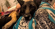 Nalla participe au concours pour gagner de l'argent avec cette photo : animal, black, brown, casual, closeup, comfort, companion, dog, fabric, friendship, hand, home, indoor, lap, pattern, person, pet, plant, relaxation, resting