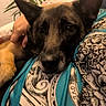 animal, black, brown, casual, closeup, comfort, companion, dog, fabric, friendship, hand, home, indoor, lap, pattern, person, pet, plant, relaxation, resting