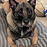 Nalla participe au concours pour gagner de l'argent avec cette photo : animal, blanket, canine, collar, dog, domestic, ears, floor, fur, german_shepherd, household, indoor, laying_down, looking_at_camera, paws, pet, plush_toy, resting, tag, toy