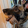 Nalla participe au concours pour gagner de l'argent avec cette photo : animal, background, black, brown, canine, closeup, clothing, collar, dog, doorframe, ears, floor, fur, household, indoor, mouth, pet, playful, tail, toy