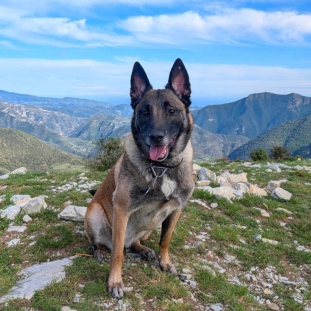 Nalla