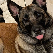 Nalla a rejoint le concours — aidez-le/la à gagner de superbes lots ! alert, animal, canine, close_up, curious, cute, dog, domestic, ears_up, expression, face, fur, german_shepherd, indoor, lying_down, muzzle, pet, portrait, resting, tongue_out