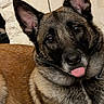 alert, animal, canine, close_up, curious, cute, dog, domestic, ears_up, expression, face, fur, german_shepherd, indoor, lying_down, muzzle, pet, portrait, resting, tongue_out