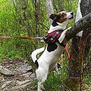 Gaia a rejoint le concours — aidez-le/la à gagner de superbes lots ! animal, bark, canine, curious, dog, forest, grass, greenery, harness, jack_russell_terrier, leash, nature, outdoor, paws, pet, rocks, sign, standing, trail, tree