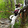 animal, bark, canine, curious, dog, forest, grass, greenery, harness, jack_russell_terrier, leash, nature, outdoor, paws, pet, rocks, sign, standing, trail, tree