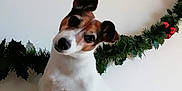 Gaia a rejoint le concours — aidez-le/la à gagner de superbes lots ! adorable, animal, brown_spots, christmas, companion, couch, curious, cute, dog, domestic_animal, ears, festive, garland, head_tilt, holiday_decor, indoor, pet, small_dog, wall, white_dog