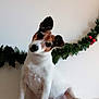adorable, animal, brown_spots, christmas, companion, couch, curious, cute, dog, domestic_animal, ears, festive, garland, head_tilt, holiday_decor, indoor, pet, small_dog, wall, white_dog