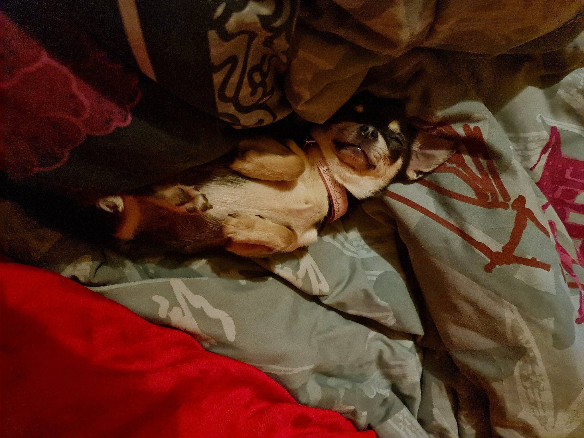 Rosinda Des Petits Zamours a rejoint le concours — aidez-le/la à gagner de superbes lots ! bed, bed_sheet, bedding, bedroom, blanket, brown, canidae, carmine, carnivore, comfort, dog, duvet, fawn, flesh, flooring, human_leg, linens, room, sporting_group, t_shirt