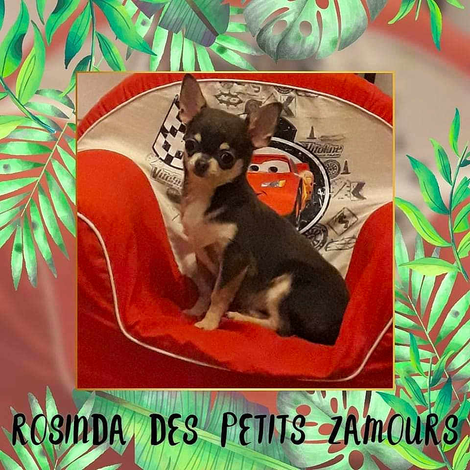 Rosinda Des Petits Zamours