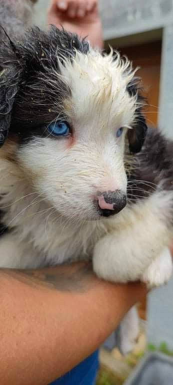 Sigurd participe au concours pour gagner de l'argent avec cette photo : balance, canidae, carnivore, companion_dog, dog, dog_breed, eye, fur, herding_dog, puppy, snout, sporting_group, terrestrial_animal, whiskers, working_dog