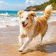 Aaron a rejoint le concours — aidez-le/la à gagner de superbes lots ! animal, beach, canine, coast, dog, fur, happy, motion, nature, ocean, outdoor, pet, playful, running, sand, summer, sunny, water, waves, wet