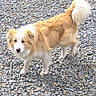 dog, outdoor, rocks, pet, curious, fluffy, canine, tail, fur, animal, nature, walking, white, golden, standing, daylight, ground, mammal, portrait, companion
