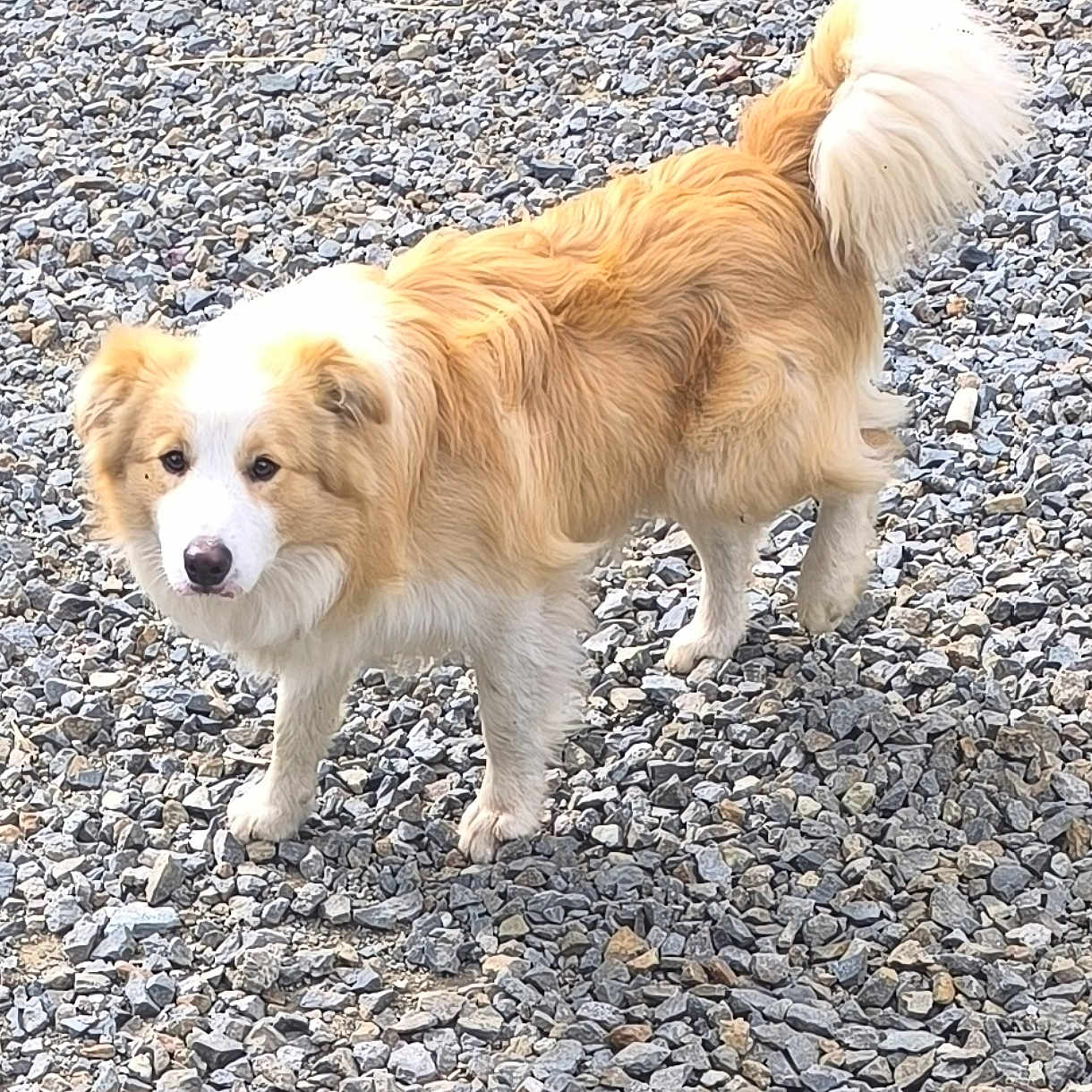 Aaron a rejoint le concours — aidez-le/la à gagner de superbes lots ! dog, outdoor, rocks, pet, curious, fluffy, canine, tail, fur, animal, nature, walking, white, golden, standing, daylight, ground, mammal, portrait, companion