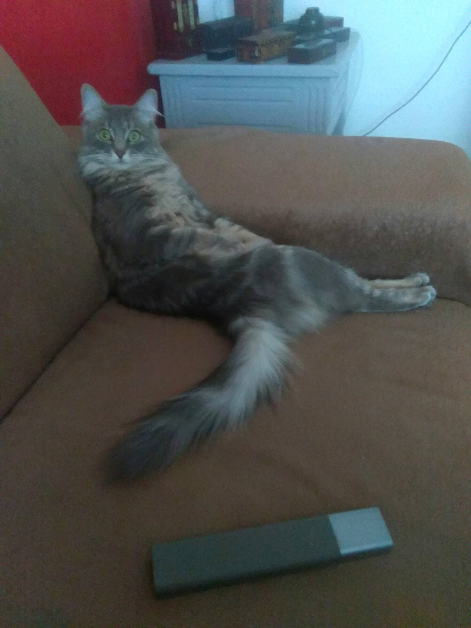 Hina participe au concours pour gagner de l'argent avec cette photo : carnivore, cat, fawn, felidae, maine_coon, norwegian_forest_cat, persian, russian_blue, small_to_medium_sized_cats, tail, turkish_angora, whiskers