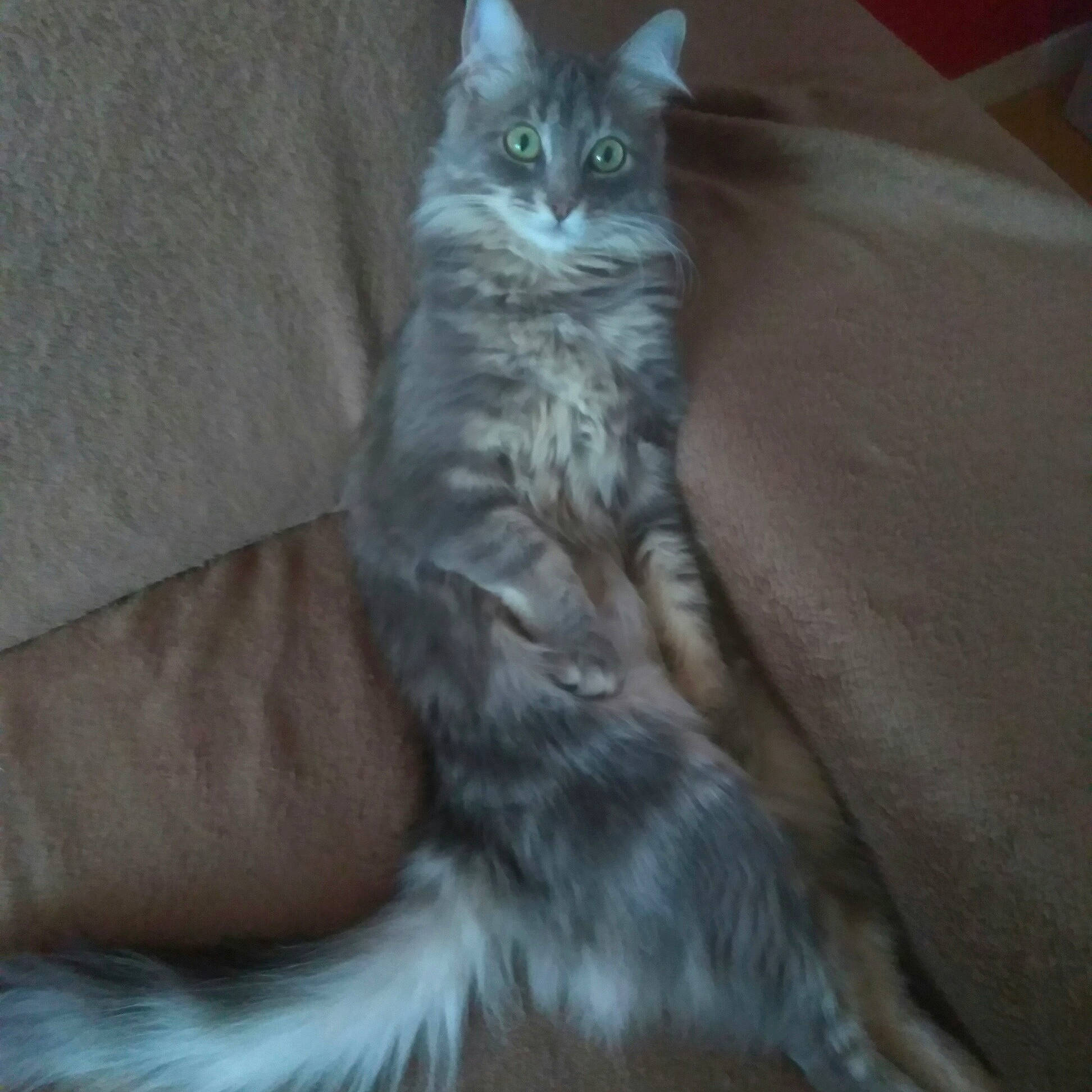 Hina participe au concours pour gagner de l'argent avec cette photo : asian, asian_semi_longhair, british_semi_longhair, carnivore, cat, domestic_long_haired_cat, domestic_short_haired_cat, european_shorthair, felidae, kitten, maine_coon, mammal, nebelung, norwegian_forest_cat, siberian, small_to_medium_sized_cats, tabby_cat, turkish_angora, vertebrate, whiskers