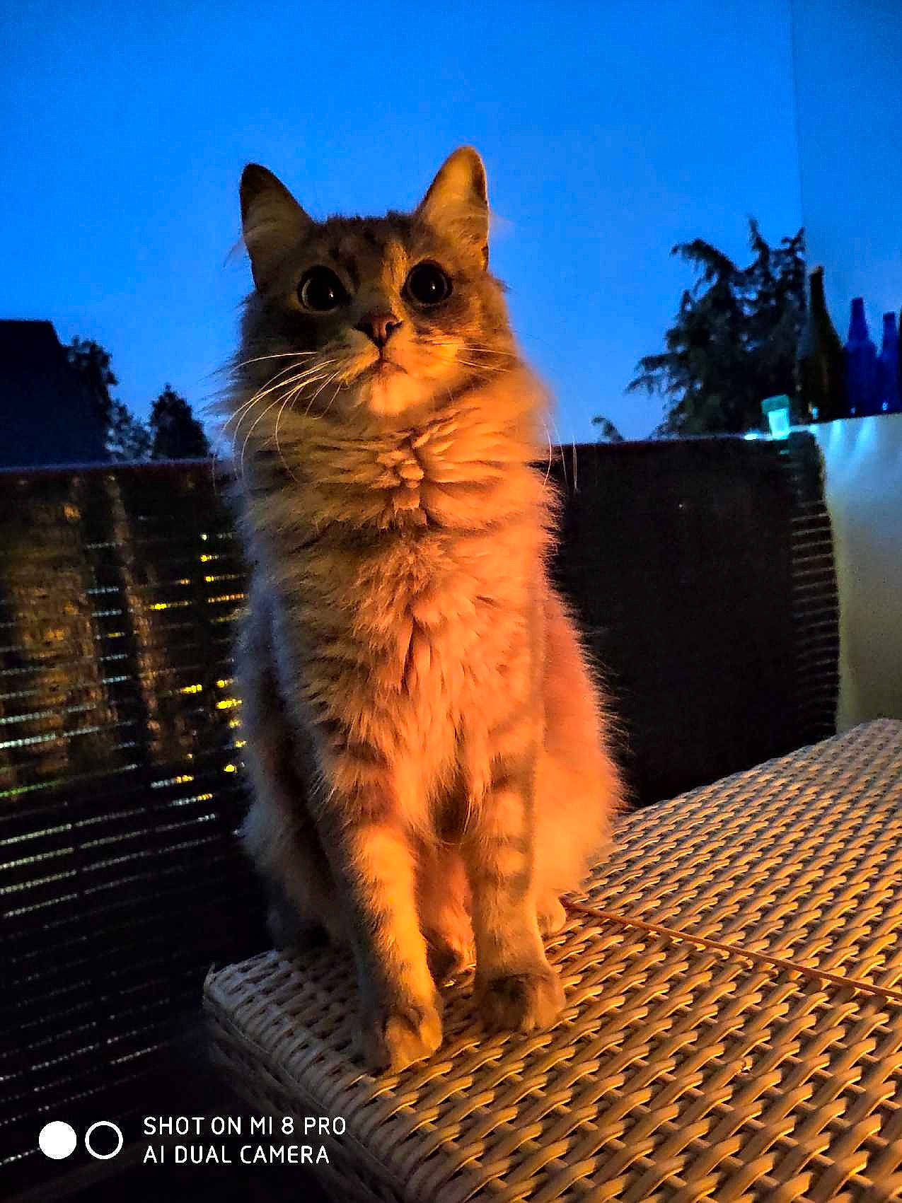 Hina participe au concours pour gagner de l'argent avec cette photo : aegean_cat, british_semi_longhair, carnivore, cat, domestic_short_haired_cat, european_shorthair, eye, fawn, felidae, fur, kitten, kurilian_bobtail, mammal, photography, siberian, sky, small_to_medium_sized_cats, somali, tabby_cat, whiskers