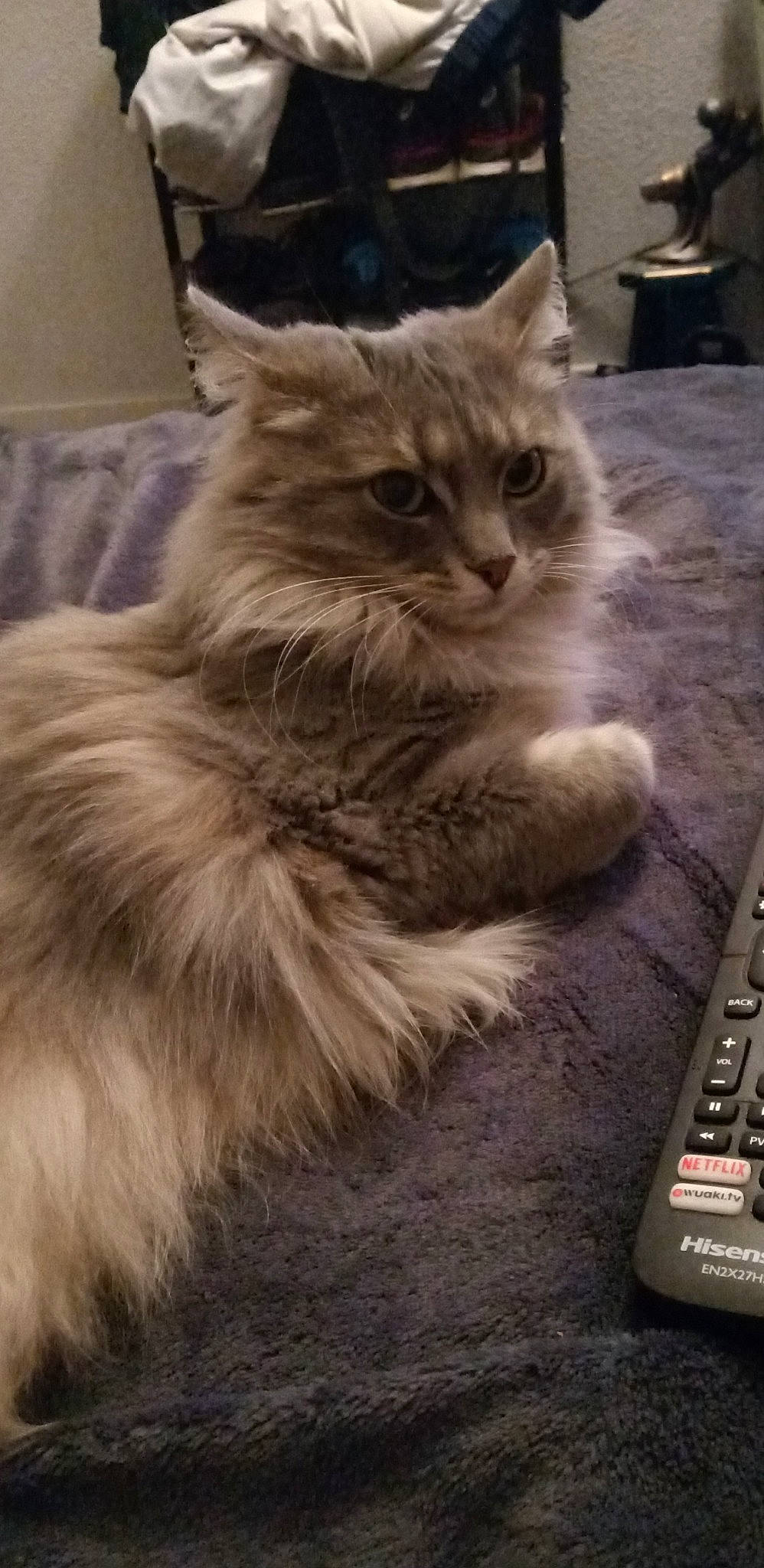 Hina a rejoint le concours — aidez-le/la à gagner de superbes lots ! asian_semi_longhair, british_longhair, british_semi_longhair, carnivore, cat, cymric, domestic_long_haired_cat, felidae, kitten, maine_coon, mammal, napoleon_cat, nebelung, norwegian_forest_cat, persian, ragamuffin, ragdoll, siberian, small_to_medium_sized_cats, whiskers