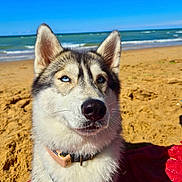 Yuna participe au concours pour gagner de l'argent avec cette photo : dog, husky, blue_eyes, beach, sand, ocean, sky, collar, pet, outdoor, sunny, animal, portrait, canine, furry, closeup, nature, relaxed, daytime, vacation
