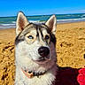 dog, husky, blue_eyes, beach, sand, ocean, sky, collar, pet, outdoor, sunny, animal, portrait, canine, furry, closeup, nature, relaxed, daytime, vacation