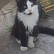 Bella a rejoint le concours — aidez-le/la à gagner de superbes lots ! cat, black_and_white, sitting, fur, outdoor, curious, whiskers, animal, pet, concrete, plant, tail, ears, paws, nature, texture, young_cat, feline, mammal, closeup