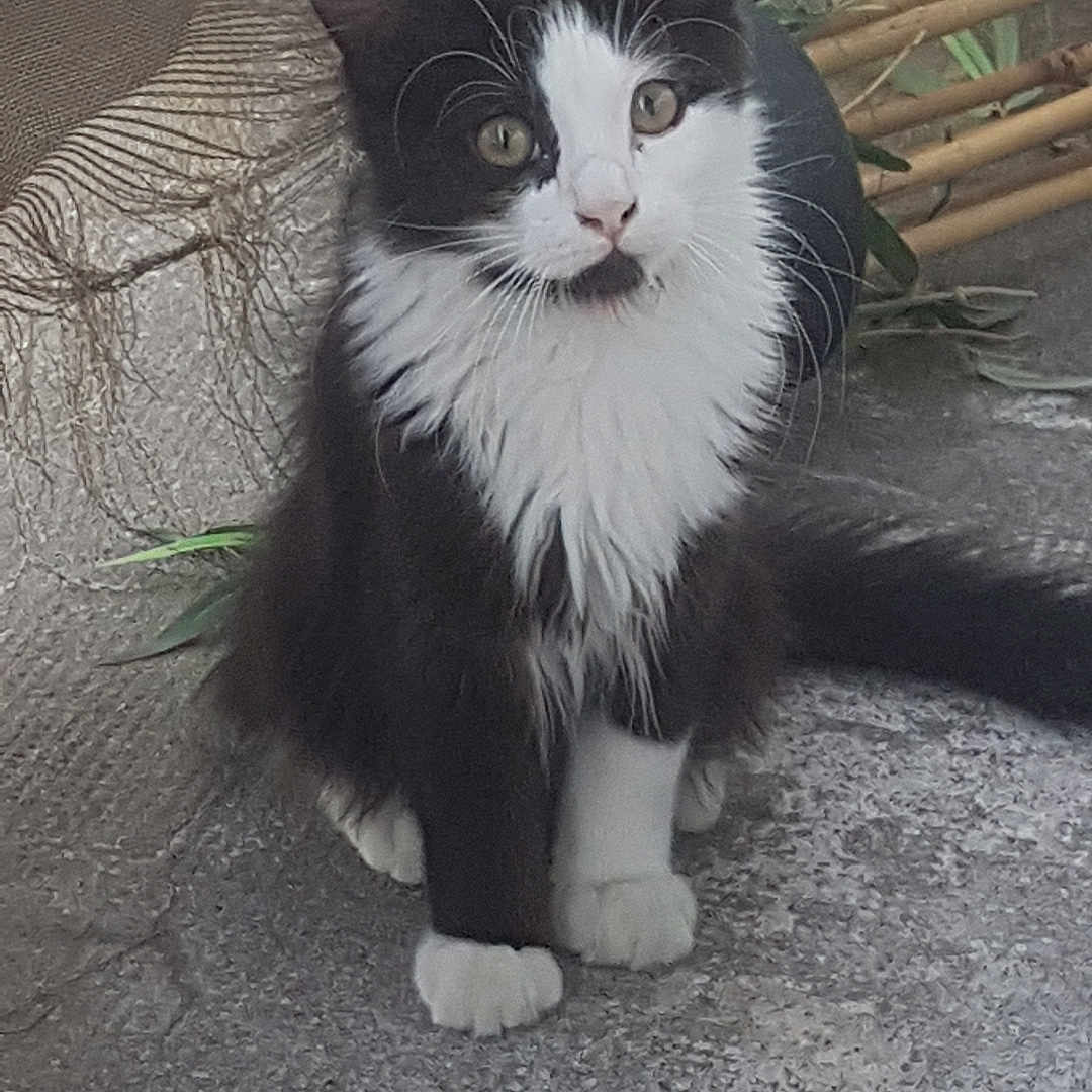 Bella a rejoint le concours — aidez-le/la à gagner de superbes lots ! cat, black_and_white, sitting, fur, outdoor, curious, whiskers, animal, pet, concrete, plant, tail, ears, paws, nature, texture, young_cat, feline, mammal, closeup