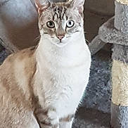 Mistigri participe au concours pour gagner de l'argent avec cette photo : alert, animal, blue_eyes, cat, cat_tree, curious, domestic, ears, feline, floor, fur, home, indoor, looking, mammal, paws, pet, quiet, sitting, whiskers