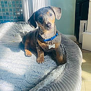 Rocky joined the competition — help win amazing prizes! animal, blue_collar, comfortable, cozy, curious, cute, dog, domestic_animal, furry, head_tilt, indoor, pet, pet_bed, puppy, relaxed, resting, small_dog, sunlight, wooden_floor, young_dog