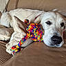 dog, white_dog, pet, lying_down, couch, leather_couch, rope_toy, braided_toy, colorful, indoors, living_room, relaxed, sleepy, snout, black_nose, brown_eyes, collar, blanket, cushion, closeup