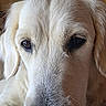 Aria a rejoint le concours — aidez-le/la à gagner de superbes lots ! dog, puppy, cream_fur, white_fur, floppy_ears, close_up, portrait, pet, animal, face, eyes, nose, muzzle, long_hair, looking_at_camera, indoors, home, couch, soft_lighting, cute