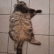 Nemo a rejoint le concours — aidez-le/la à gagner de superbes lots ! animal, calm, cat, cute, domestic_animal, feline, fluffy, fur, fur_texture, indoor, lying_down, mammal, paw, pet, relaxed, resting, sleeping, tail, tile_floor, whiskers