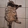 animal, calm, cat, cute, domestic_animal, feline, fluffy, fur, fur_texture, indoor, lying_down, mammal, paw, pet, relaxed, resting, sleeping, tail, tile_floor, whiskers